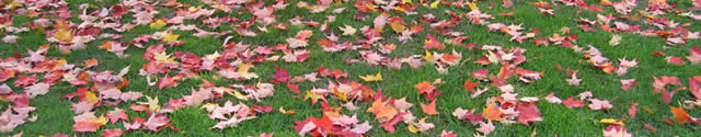 leaves on grass