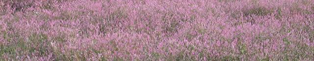 field of pink flowers